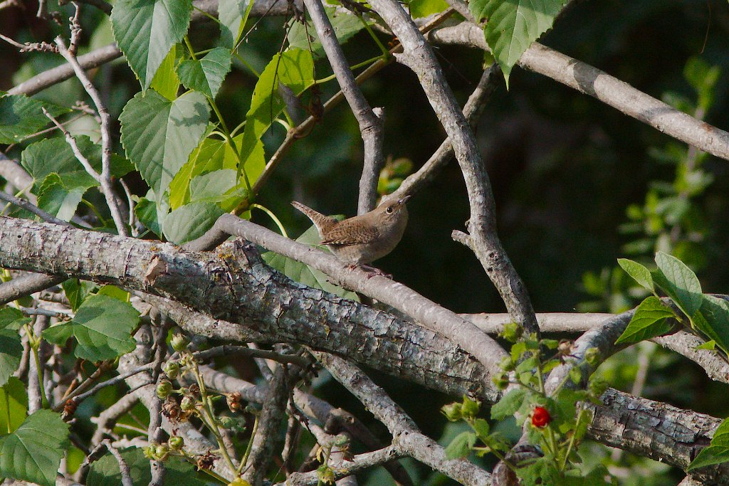 House Wren 2013-10-12_1.jpg